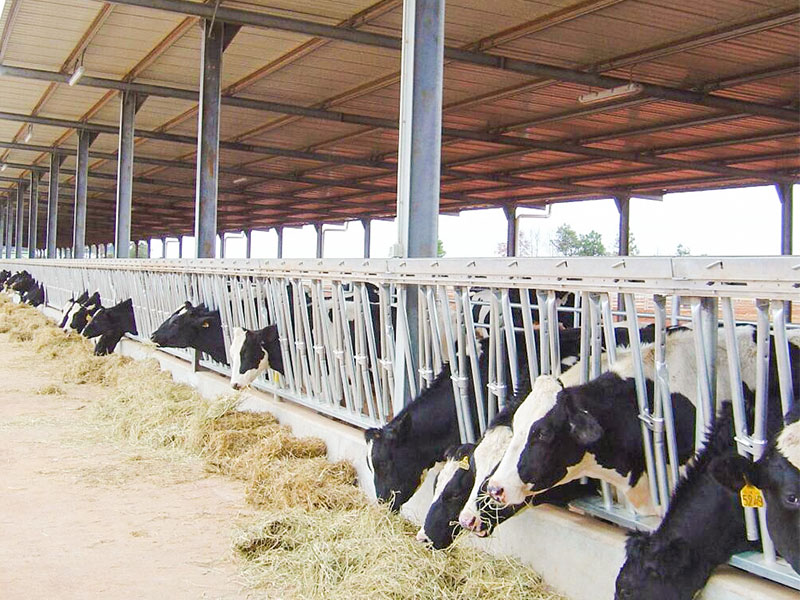 Steel Frame Farm Buildings