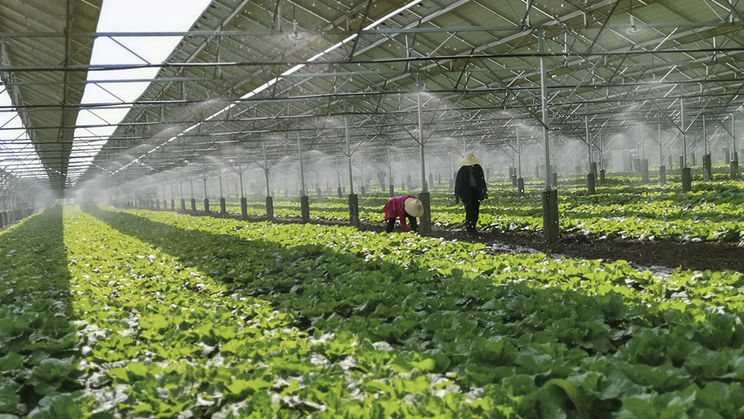 Metal Frame Greenhouse