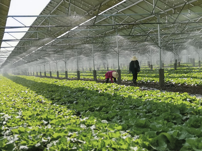 steel frame green house